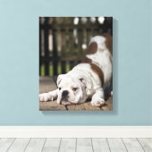 Engelse bulldog Puppy Canvas Afdruk (Insitu (Houten vloer))