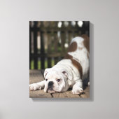 Engelse bulldog Puppy Canvas Afdruk (Voorkant)