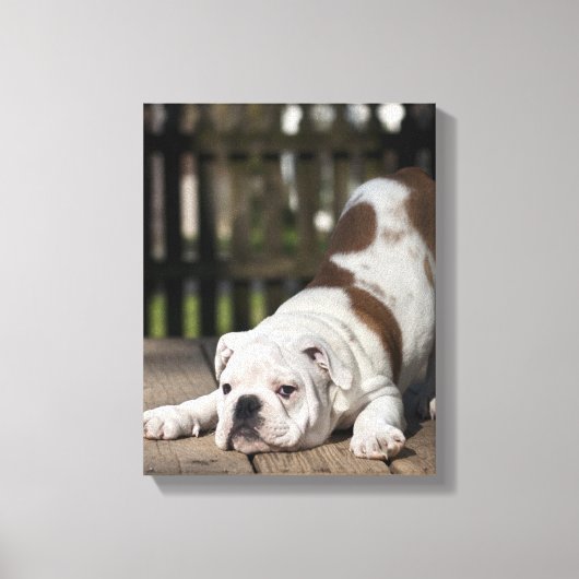 Engelse bulldog Puppy Canvas Afdruk (Voorkant)