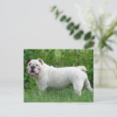 Engelse Bulldog Puppy Dog Blank Briefkaart (Staand voorkant)