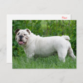Engelse Bulldog Puppy Dog Blank Briefkaart (Voorkant / Achterkant)