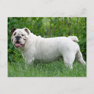 Engelse Bulldog Puppy Dog Blank Briefkaart