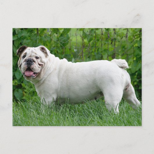 Engelse Bulldog Puppy Dog Blank Briefkaart (Voorkant)