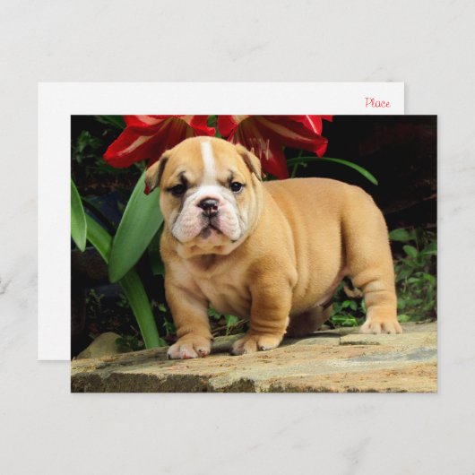 Engelse Bulldog Puppy Dog Blank Briefkaart (Voorkant / Achterkant)