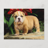 Engelse Bulldog Puppy Dog Blank Briefkaart (Voorkant)