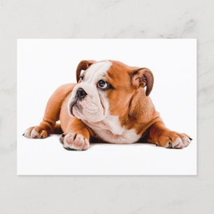 Engelse Bulldog Puppy Dog Blank Briefkaart