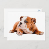 Engelse Bulldog Puppy Dog Blank Briefkaart (Voorkant / Achterkant)