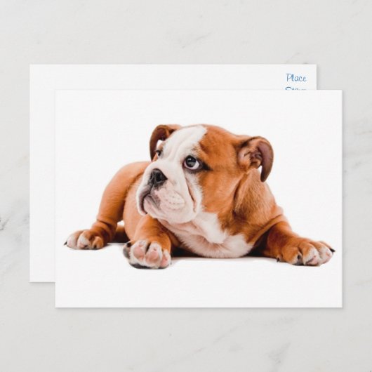 Engelse Bulldog Puppy Dog Blank Briefkaart (Voorkant / Achterkant)