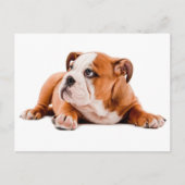 Engelse Bulldog Puppy Dog Blank Briefkaart (Voorkant)