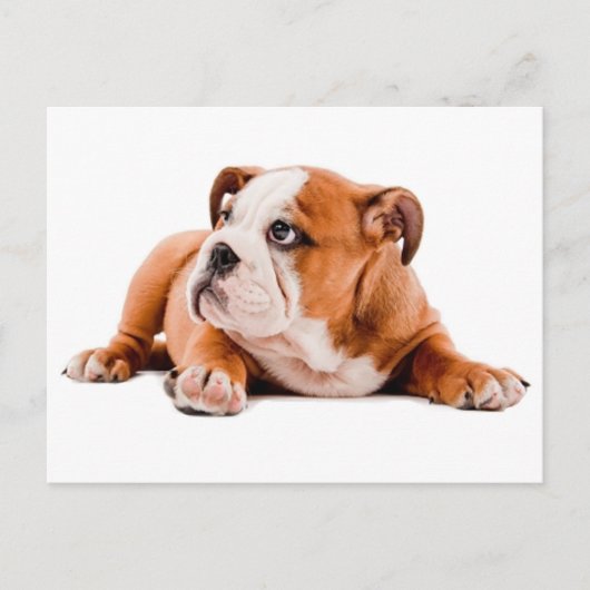 Engelse Bulldog Puppy Dog Blank Briefkaart (Voorkant)