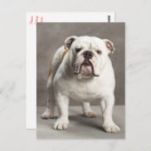 Engelse Bulldog Puppy Dog Blank Briefkaart (Voorkant / Achterkant)
