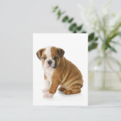 Engelse Bulldog Puppy Dog Blank Greeting Briefkaar Briefkaart (Staand voorkant)