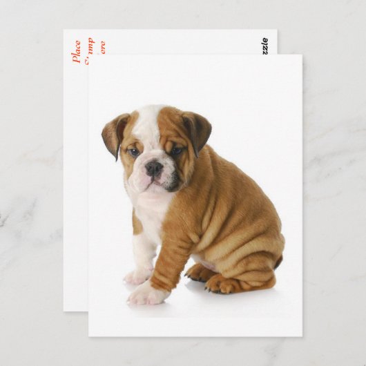 Engelse Bulldog Puppy Dog Blank Greeting Briefkaar Briefkaart (Voorkant / Achterkant)