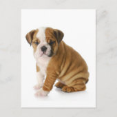 Engelse Bulldog Puppy Dog Blank Greeting Briefkaar Briefkaart (Voorkant)