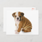 Engelse Bulldog Puppy Dog Blank Greeting Briefkaar Briefkaart (Voorkant / Achterkant)