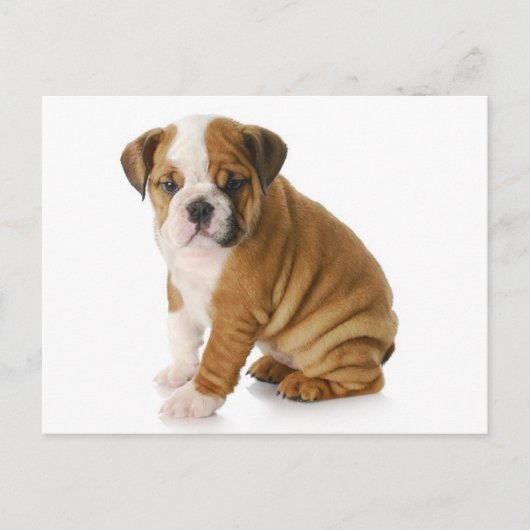 Engelse Bulldog Puppy Dog Blank Greeting Briefkaar Briefkaart (Voorkant)