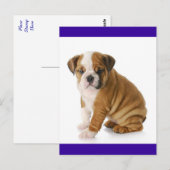 Engelse Bulldog Puppy Dog Blue Blank Briefkaart (Voorkant / Achterkant)