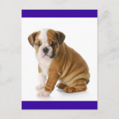 Engelse Bulldog Puppy Dog Blue Blank Briefkaart (Voorkant)