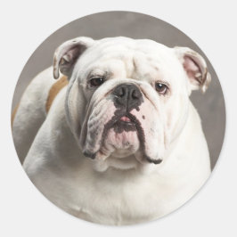 Engelse Bulldog Puppy Dog Love Sticker / zeehond