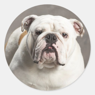 Engelse Bulldog Puppy Dog Love Sticker / zeehond