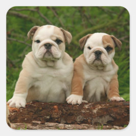 Engelse Bulldog Puppy Dog Love Sticker / zeehond