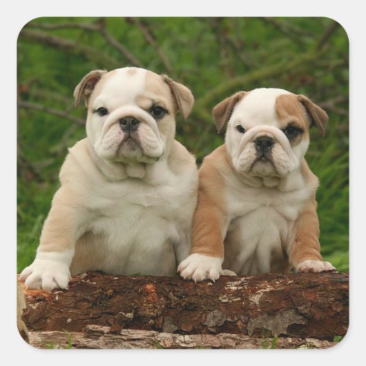 Engelse Bulldog Puppy Dog Love Sticker / zeehond (Voorkant)