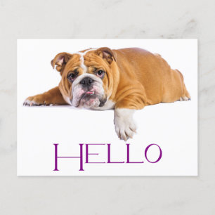 Engelse Bulldog Puppy Dog - Paarse Hallo Briefkaart