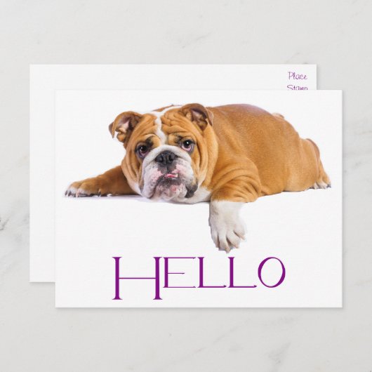 Engelse Bulldog Puppy Dog - Paarse Hallo Briefkaart (Voorkant / Achterkant)