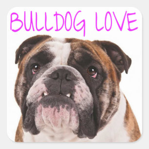 Engelse Bulldog Puppy Dog Paarse Love Vierkante Sticker