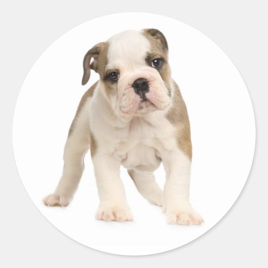 Engelse Bulldog Puppy Dog Sticker / Seal (Voorkant)