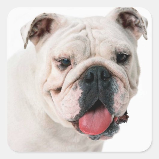 Engelse Bulldog Puppy Dog Sticker / Seal (Voorkant)