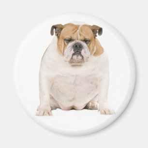 Engelse Bulldog Puppy Hond Magneet