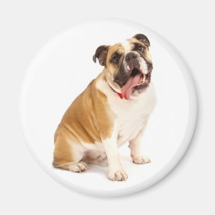 Engelse Bulldog Puppy Hond Magneet