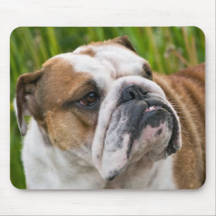 Engelse Bulldog Puppy Hond Muismat