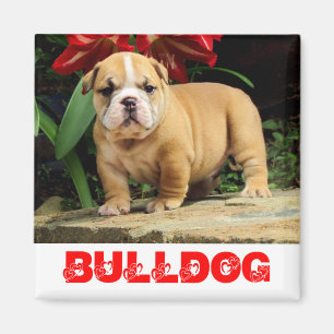 Engelse Bulldog Puppy Hondenliefde Magneet