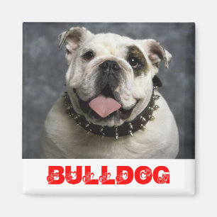 Engelse Bulldog Puppy Hondenliefde Magneet