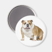 Engelse Bulldog Puppy Hondenmagneet Magneet (Voorkant / Achterkant)