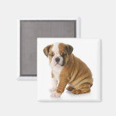 Engelse Bulldog Puppy Hondenmagneet Magneet (Voorkant / Achterkant)
