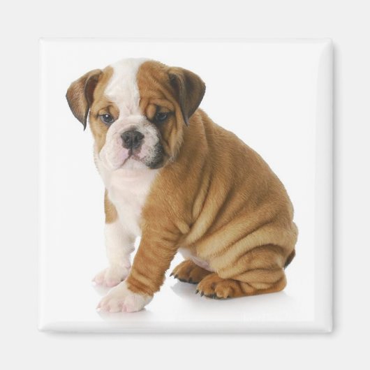 Engelse Bulldog Puppy Hondenmagneet Magneet (Voorkant)