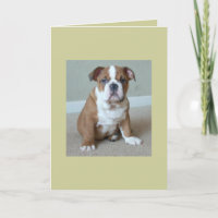 Engelse Bulldog Puppy