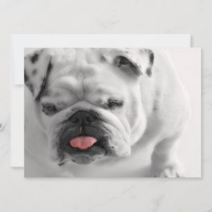 Engelse bulldog Puppy Kaart