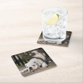 Engelse bulldog Puppy Kartonnen Onderzetters (Insitu)