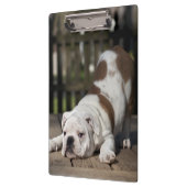 Engelse bulldog Puppy Klembord (Links)
