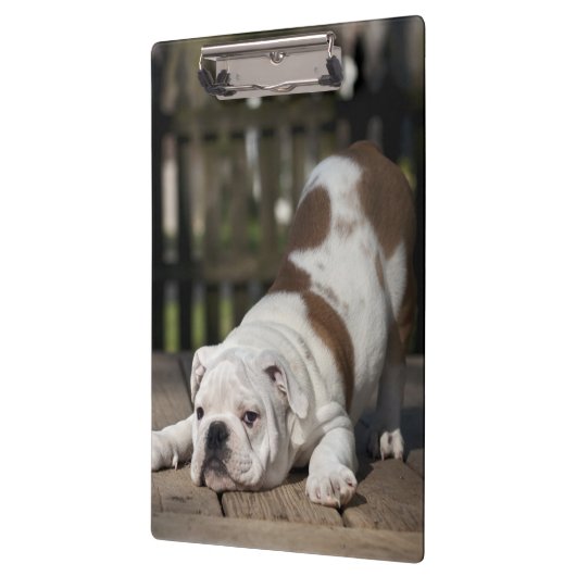 Engelse bulldog Puppy Klembord (Links)