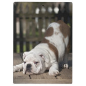 Engelse bulldog Puppy Klembord (Achterkant)