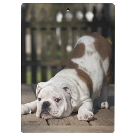 Engelse bulldog Puppy Klembord (Achterkant)