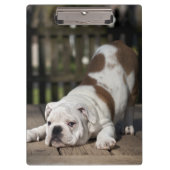Engelse bulldog Puppy Klembord (Voorkant)