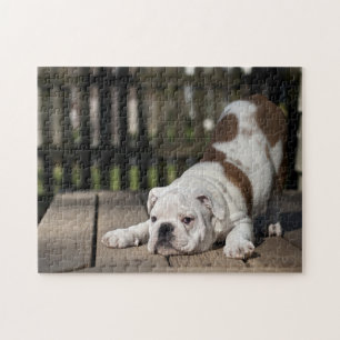 Engelse bulldog Puppy Legpuzzel