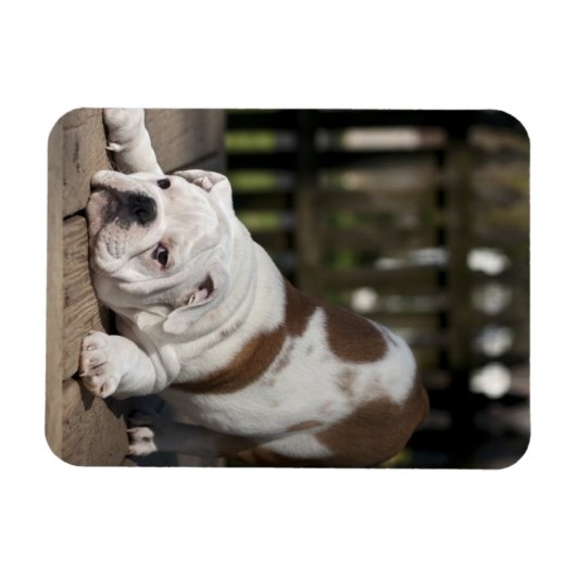 Engelse bulldog Puppy Magneet (Horizontaal)