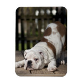 Engelse bulldog Puppy Magneet (Verticaal)